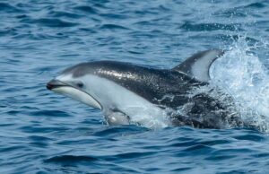 Orca dan lumba-lumba tertangkap video sedang berkolaborasi berburu salmon