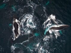 Ilmuwan bilang kita salah menyanyikan lagu paus