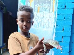 Saksikan: Desa di Mesir memelihara buaya sebagai hewan peliharaan