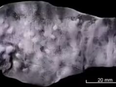 Pill Kutukan Setan Ditemukan di Jamban Jerman Kuno: Ilmu Sihir Abad Pertengahan atau Dendam Kuno?