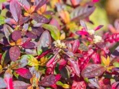 Tanaman tradisional Brasil menunjukkan kekuatan tak terduga melawan arthritis