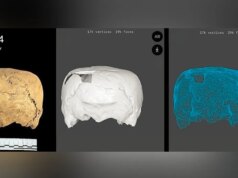 Tengkorak berusia 1.400 tahun dengan bagian atas datar misterius ditemukan di desa kuno, mengejutkan para arkeolog