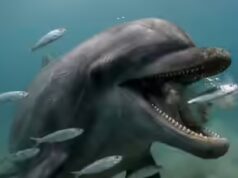 Lumba-lumba tidak lucu : Rekaman GoPro menunjukkan kenyataan brutal dan meresahkan tentang cara mereka berburu