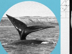 Está em curso um child growth da baleia franca no Atlântico Norte, mas a espécie continua em risco