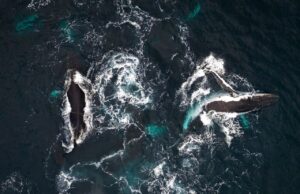 Cientista diz que entendemos o canto das baleias errado