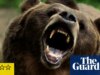 Crítica Grizzly Night time – animais atacam em thriller de acampamento de ursos rebeldes e adolescentes rebeldes