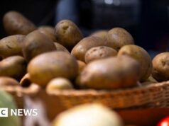 Batatas fritas, alguém? Fazenda alemã doa milhões de batatas após colheita abundante