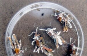 Este besouro tem uma relação tóxica com uma árvore. Felizmente, eles conhecem um fungo