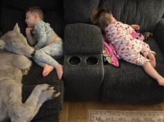 Família abriga bezerro recém-nascido dentro de casa em meio ao frio extremo: "Ela estava apenas congelada"