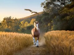 Budweiser lança novo anúncio patriótico do Tremendous Bowl em homenagem à ‘herança americana profundamente enraizada’