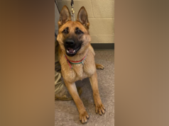 Autoridades federais dizem que agitadores anti-ICE ‘vão atrás dos cães’ após incidente no canil de Minneapolis