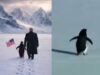 Pinguins na Groenlândia? A história por trás do meme viral ‘Nihilist Penguin’
