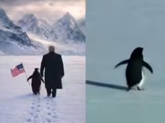 Pinguins na Groenlândia? A história por trás do meme viral ‘Nihilist Penguin’