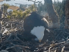 A ave nacional da América põe o segundo ovo no famoso ninho da Califórnia enquanto a temporada de nidificação continua