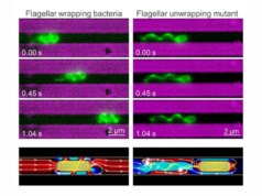 Como um micróbio abre caminho através do intestino de um inseto – é mais estranho do que você pensa