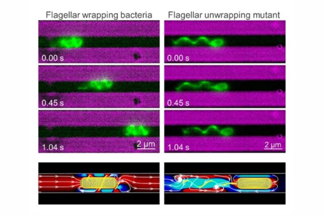 flagellar-wrapping.jpg