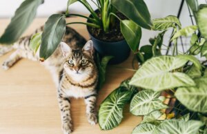 Essa planta de casa pode ser mortal para o seu gato. Experimente estas 7 opções
