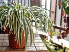 Como ajudar suas plantas a prosperar durante o inverno