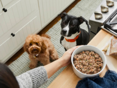 Inscreva-se no The Farmers Canine e ganhe 60% de desconto na primeira caixa para seu amigo peludo