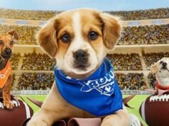 Pet Bowl 2026: como assistir e transmitir o Furry Showdown