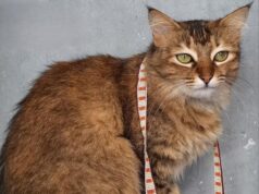 Bienal de Kochi Muziris: onde comprar souvenirs