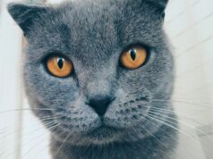 Google Fotos adiciona criação de meme com tecnologia de IA com ‘Me Meme’