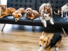 Robô AI traz cuidado emocional para animais de estimação