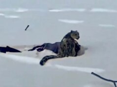 Esquiador sofre espancamento brutal depois de pisar a 3 metros do leopardo da neve para tirar foto, mostra vídeo