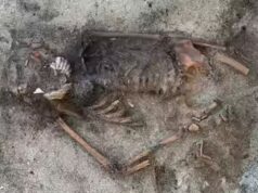 Suécia desenterra um cachorro de 5.000 anos enterrado com uma adaga, sugerindo tratamento de elite