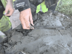 Cão de 5.000 anos ‘bem preservado’ enterrado com uma adaga de osso desenterrada em um antigo pântano