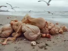 Por que milhares de cebolas apareceram na praia de Brighton após a tempestade Goretti