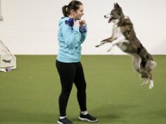 Impressionado com os cães de agilidade no present de Westminster? Um manipulador vencedor explica como isso é feito