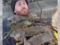 Homem da Flórida usa iguanas como ‘cobertores’ para combater o frio em vídeo viral bizarro