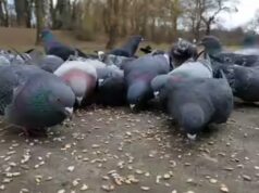 Mulher desempregada de origem indiana multada em Rs 2 lakh por alimentar pombos em Cingapura