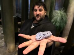 Animal antigo descoberto na Ilha de Cape Breton pode ser um dos primeiros comedores de plantas, sugere estudo