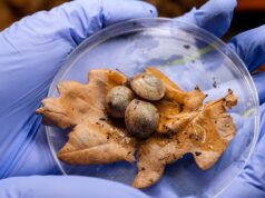 Esses pequenos caracóis já foram considerados extintos. Agora, dizem os cientistas, “eles estão se saindo de maneira absolutamente brilhante”