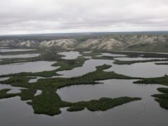 Afundar árvores no Oceano Ártico poderia reduzir as emissões de carbono. Mas vale a pena?