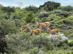 Animaux africains: sauriez-vous les reconnaître?