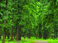 Leilão de teca Nilambur: divisão Palakkad reconhecerá os principais licitantes