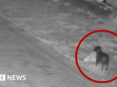 Autoridades italianas acusam homem de treinar cão para despejar lixo ilegalmente