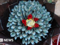 Quenianos entregam flores para buquês de dinheiro no Dia dos Namorados. Nem todo mundo está impressionado