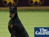 Doberman chamado Penny leva o melhor present de Westminster e Catherine O’Hara é homenageada