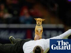 The Pup Cup: milhares de cães competem no Westminster Canine Present – em fotos