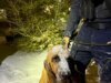 Cão policial ajuda a resgatar menino com necessidades especiais durante tempestade de neve
