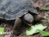 Tartarugas gigantes retornam à ilha de Galápagos depois de quase 200 anos