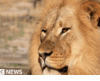 Lion DNA ajuda a condenar caçadores furtivos pela primeira vez