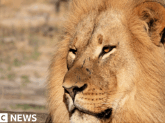 Lion DNA ajuda a condenar caçadores furtivos pela primeira vez