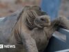 Tartarugas gigantes retornam à ilha de Galápagos depois de quase 200 anos