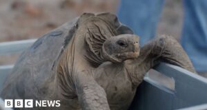 Tartarugas gigantes retornam à ilha de Galápagos depois de quase 200 anos