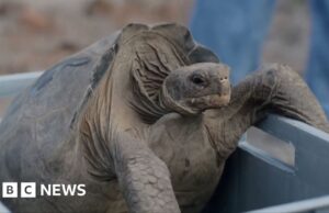 Tartarugas gigantes retornam à ilha de Galápagos depois de quase 200 anos
